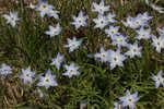 Star-of-Bethlehem <BR>Springstar